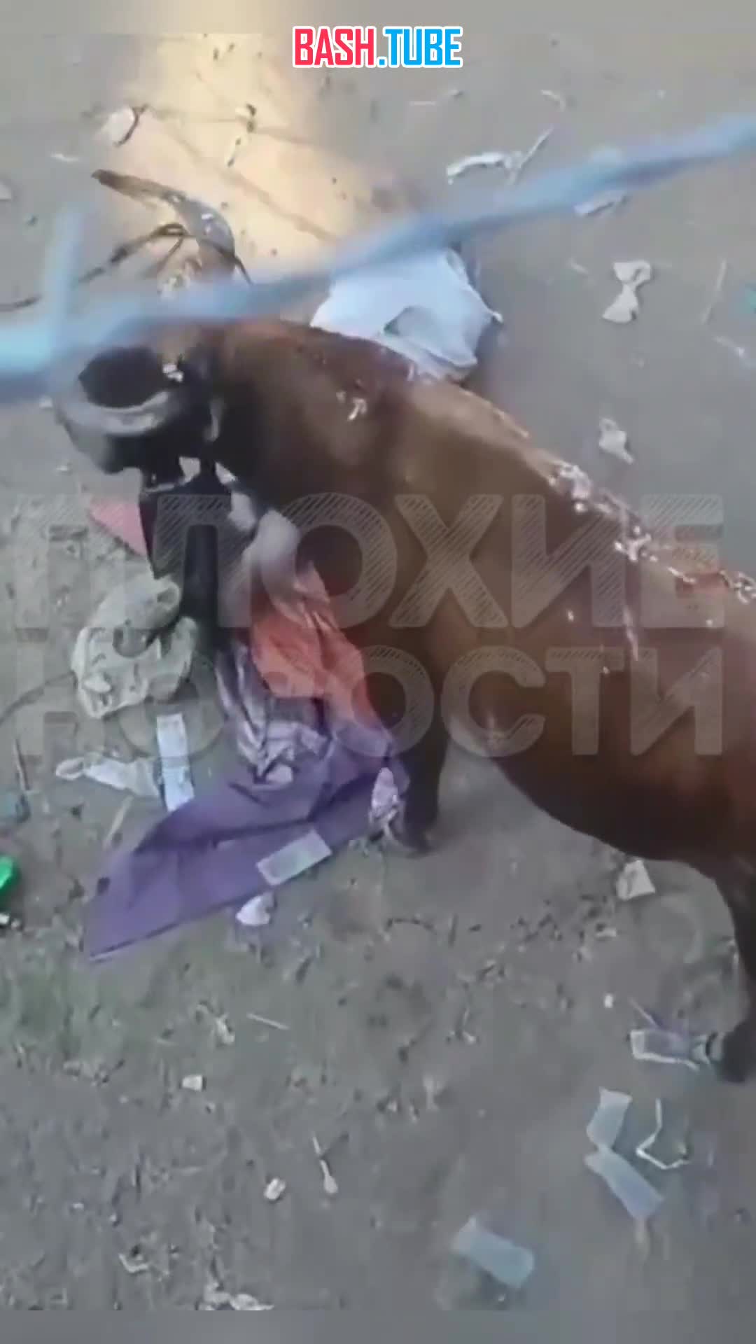  В Колумбии во время корриды бык проткнул рогом молодого человека: от полученных травм юноша скончался