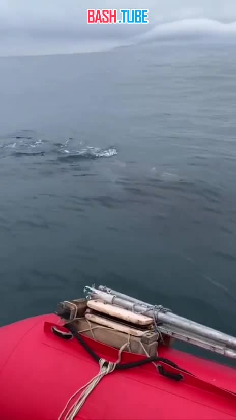  На Камчатке уже полтора месяца пытаются спасти Фродо - малыша косатки, который застрял в пластиковом кольце