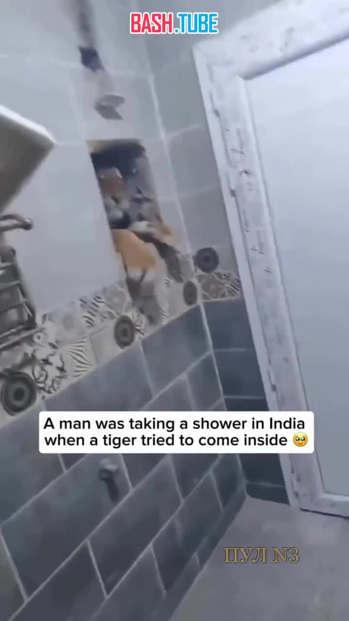  Это вам не таракан: в Индии мужик принимал душ, когда к нему в ванну завалился тигр