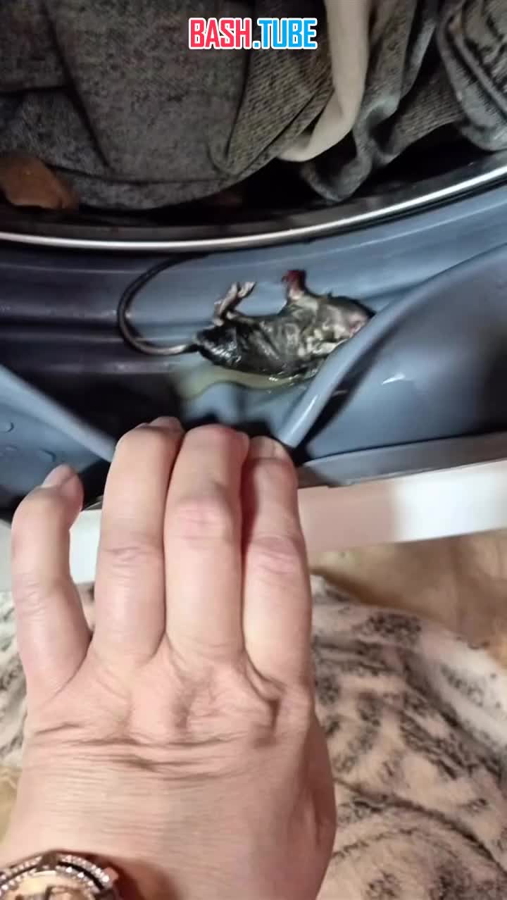  К зумерше домой приехала мама и нашла в её стиральной машине мёртвую мышь