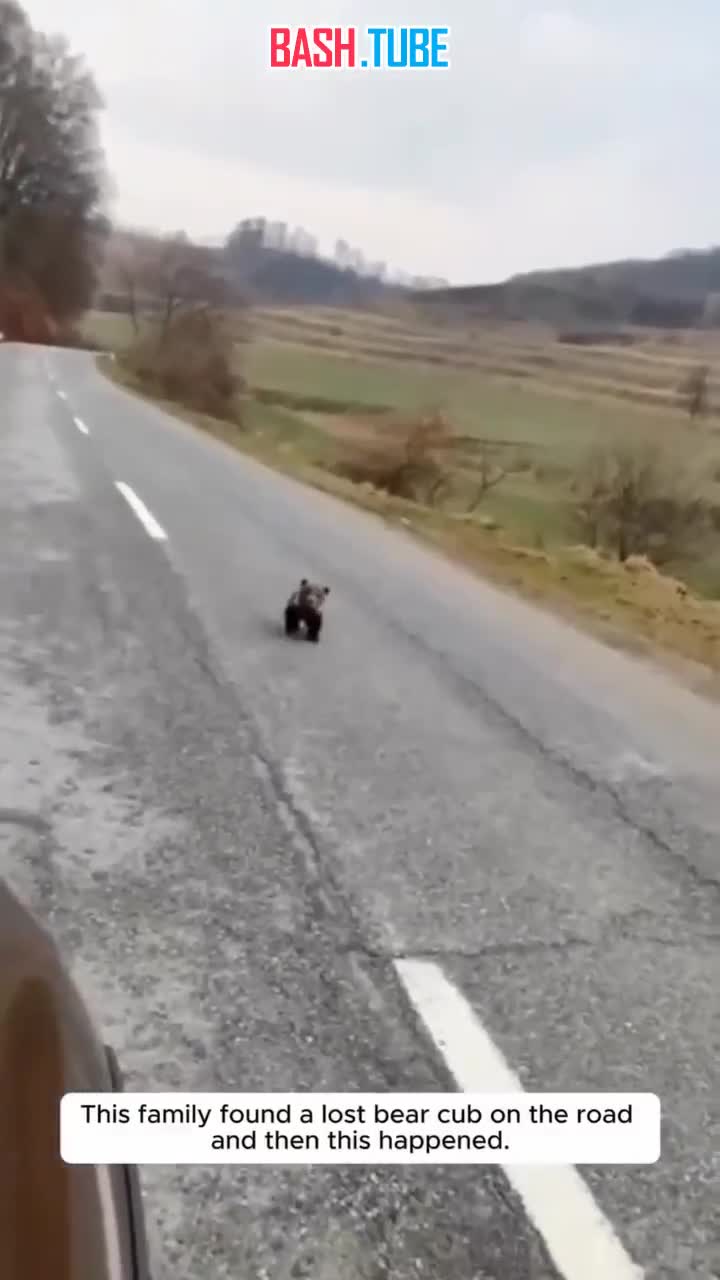  Милота дня: в США семья приютила маленького заблудившегося медвежонка