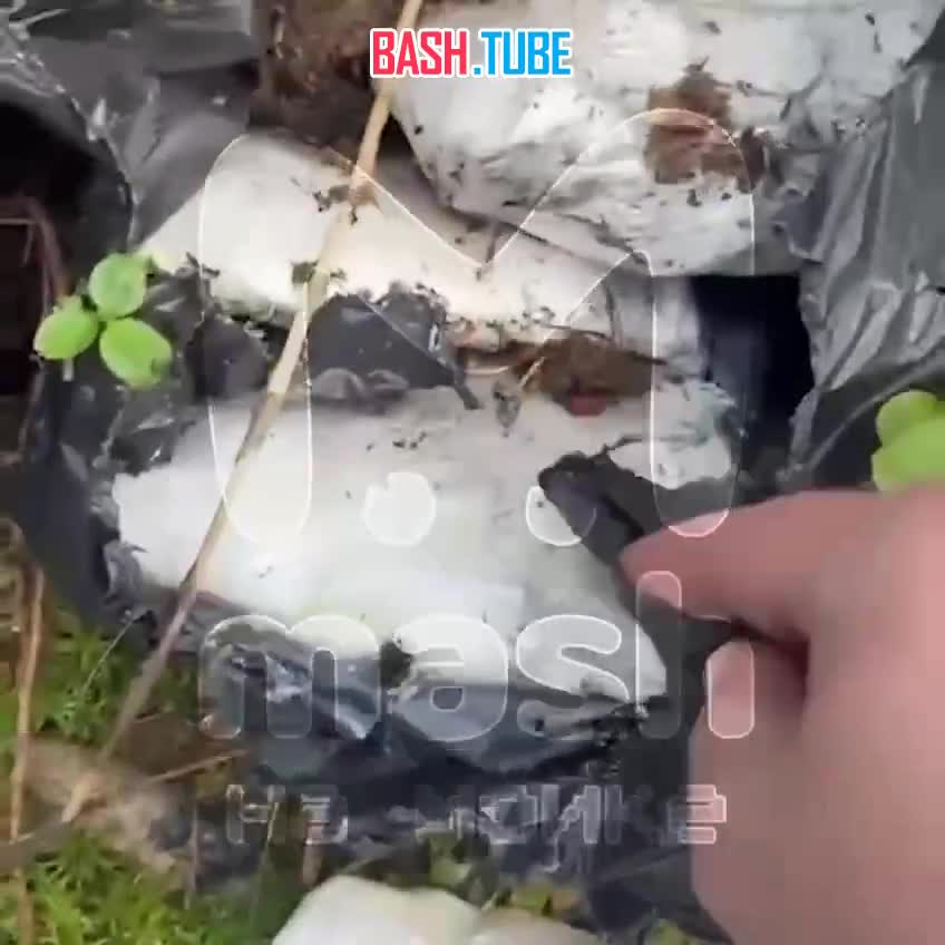  Девять кило белого порошка нашла жительница Ленобласти вместо привычных грибов в лесу возле Первомайского