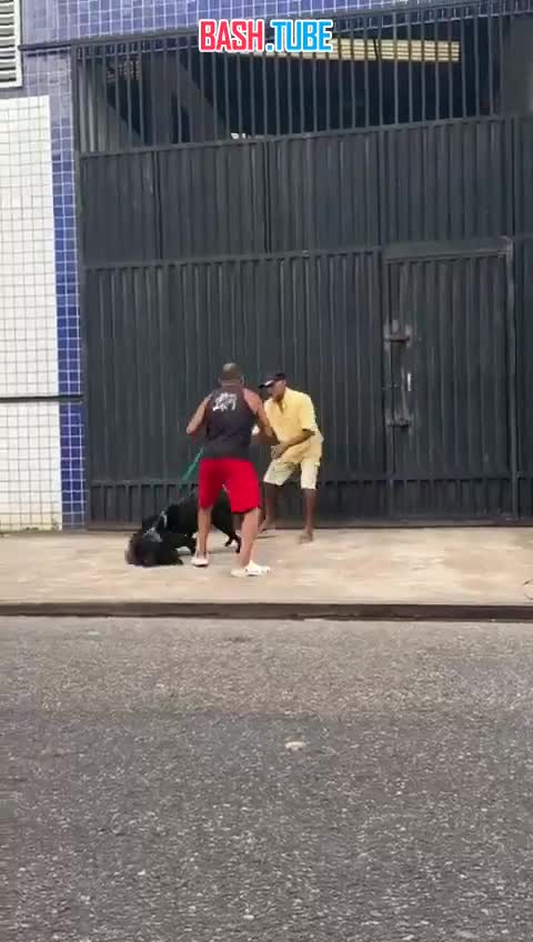  В Бразилии очевидцы засняли битву двух мужчин и двух их собак