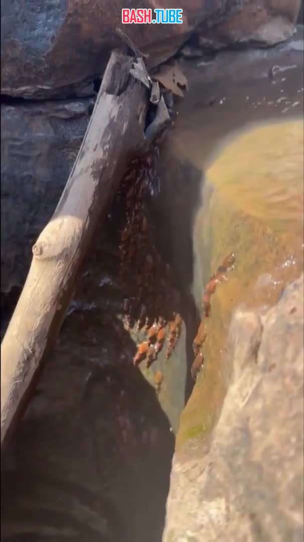  В Бразилии ученые впервые сняли на видео, как бразильские сомы-шмели в начале сезона дождей взбираются по водопаду