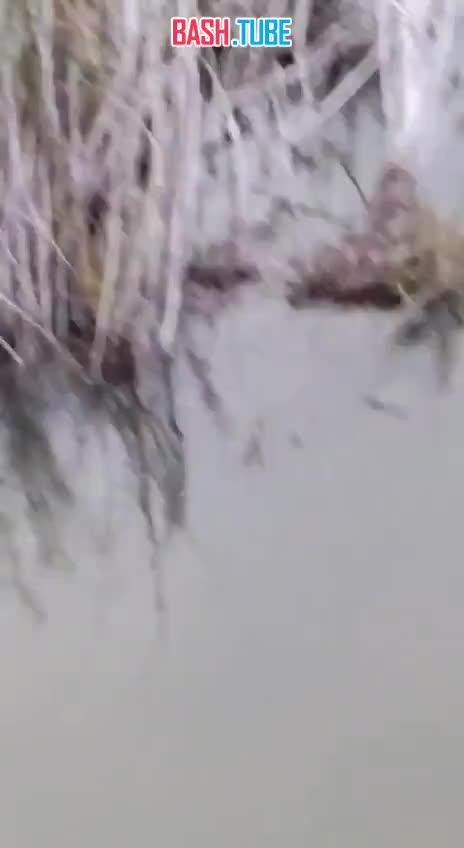  Новорождённого котёнка выбросили с моста в Улан-Удэ