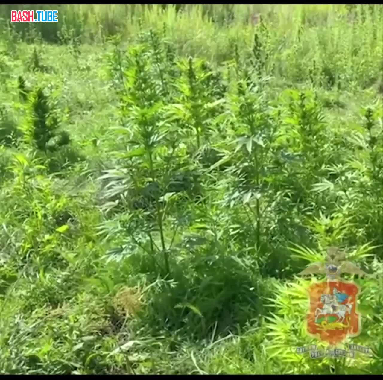  В Подмосковье двое агрономов всё лето выращивали коноплю «для личного употребления»