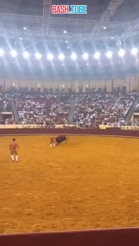  В Португалии бык убил молодого тореадора во время его первого выступления