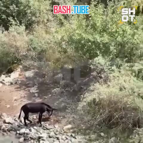  В Северной Осетии спасли раненого ослика, который неделю прождал помощи в обрыве