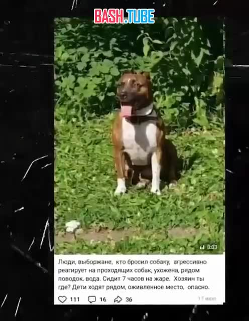  Стаффордширского терьера, который более месяца бежал из Выборга в Питер, поймали волонтёры во время грозы