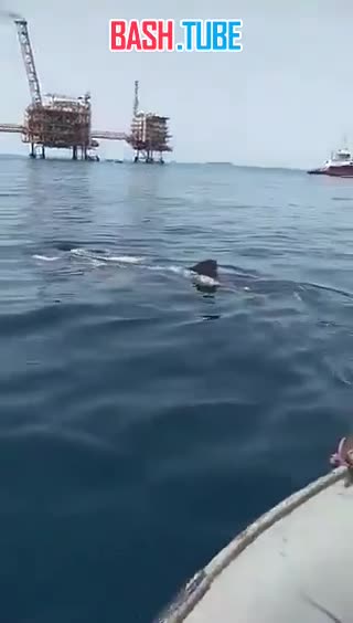  У берегов Ирана местный житель, встретивший китовую акулу, запрыгнул ей на спину и станцевал, а после прокатался на ней