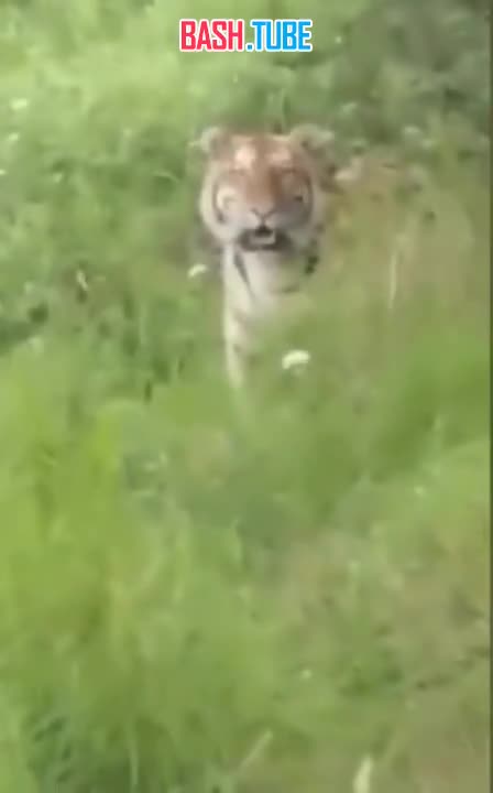  Огромный тигр вышел к рыбакам в Приморье, забрал ведро с рыбой и ушёл в лес