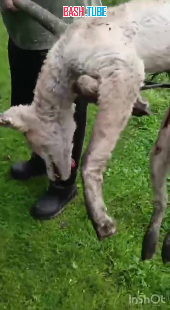  Видео необычного зверя, убитого при попытке обнести курятник вслед за российскими добралось и до зарубежных платформ