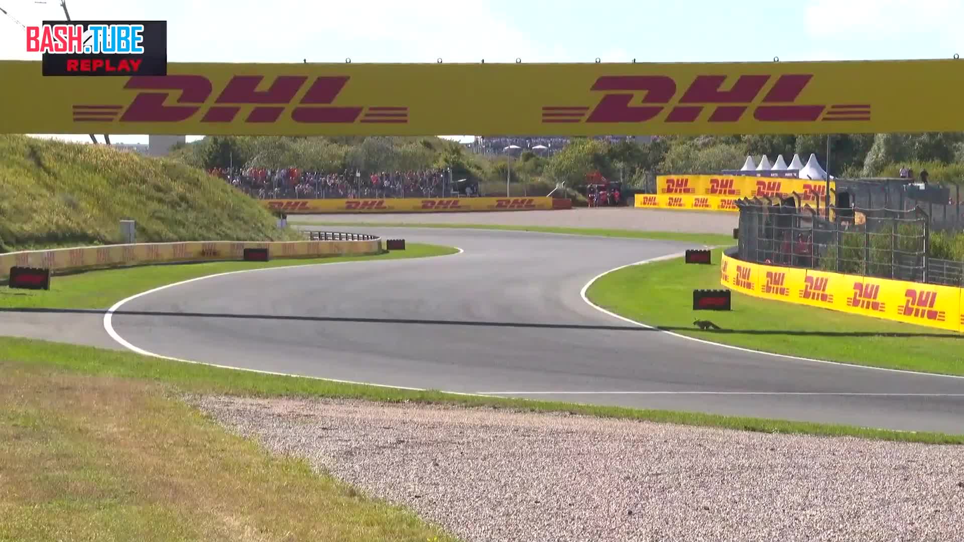  Лиса чуть не попала под «Феррари» на трассе «Формулы-1» во время квалификации Гран-при Нидерландов