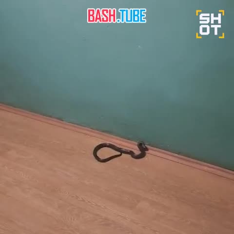  Ядовитая гадюка забралась в квартиру на пятом этаже во Владимире