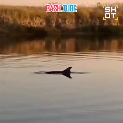  Черноморского дельфина спасают на Кубани. Он заплыл в пресную реку, где может погибнуть