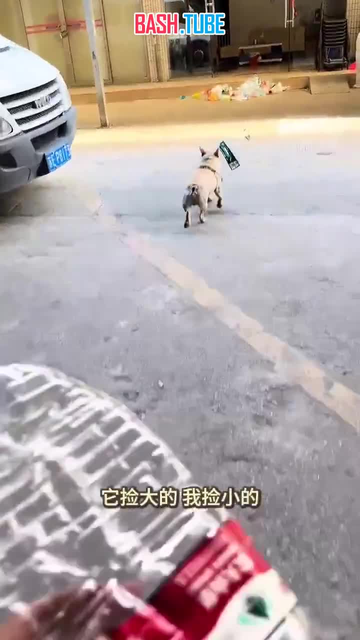  В Китае французский бульдог помог разбогатеть хозяину с помощью пластиковых бутылок