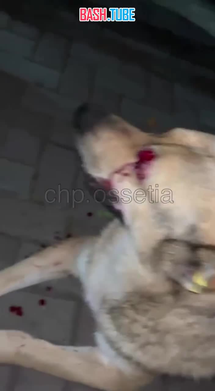  Живодёр выстрелил собаке в глаз из травмата в Северной Осетии