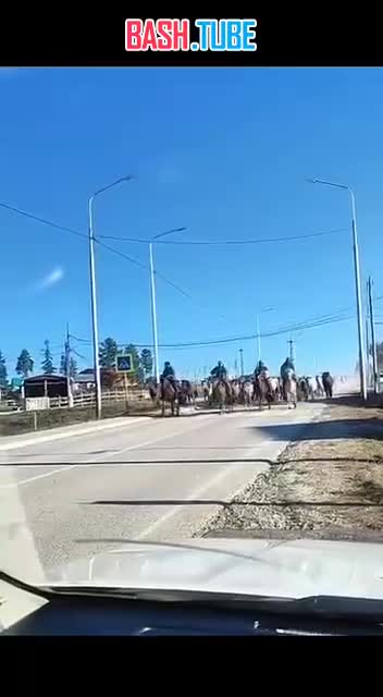  В Якутии начался традиционный осенний перегон лошадей через реку Лену на зимние пастбища