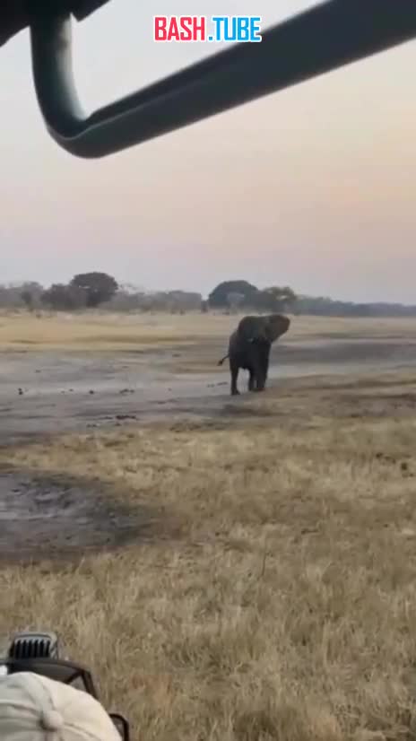  В Африке сняли безбашенного медоеда, который попытался съесть слона