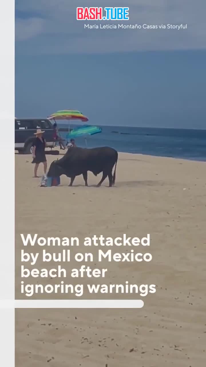  На пляже в Мексике бык едва не задрал женщину, которая пыталась отобрать у него свою сумочку