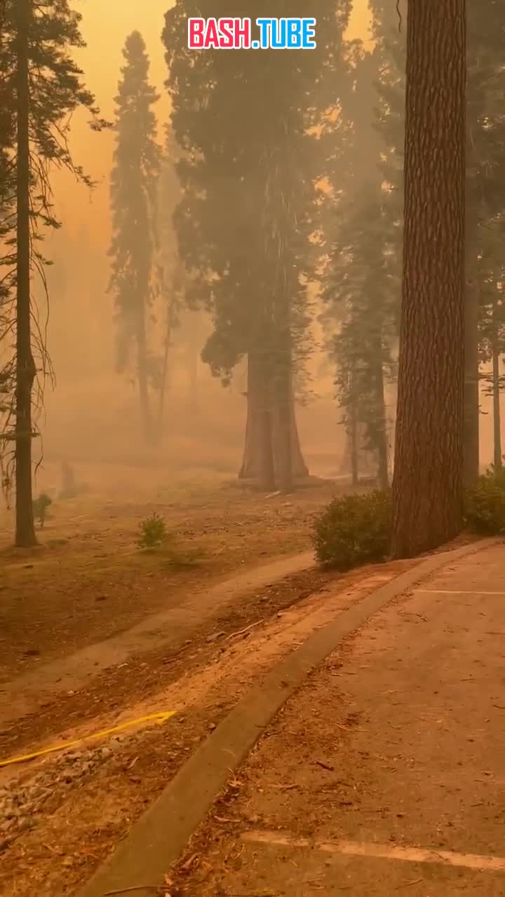  Лесной пожар в Калифорнии подобрался вплотную к роще гигантских секвой в национальном парке Сьерра