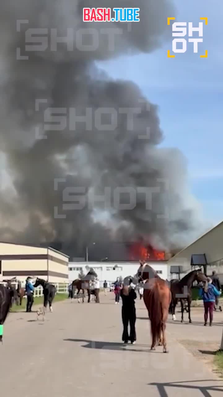  Сотрудники конного клуба «Максима Парк» в подмосковном Некрасовском готовятся эвакуировать животных