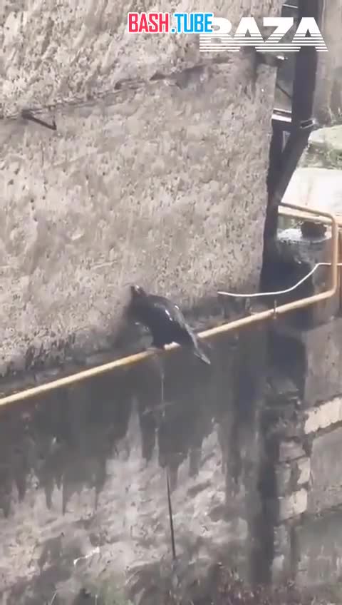  Самое грустное видео дня: одинокий и привязанный орёл сидит под дождём в Карачаево-Черкесии