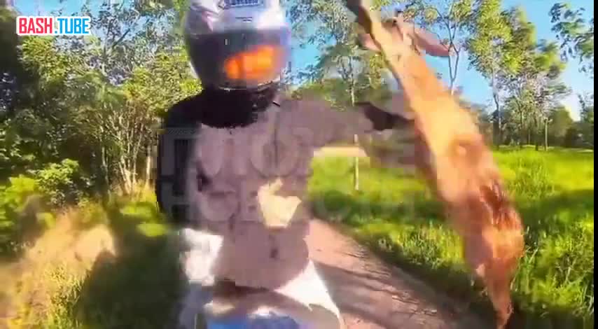  В Таиланде байкер остановился посмотреть на оленя, а тот набросился на него