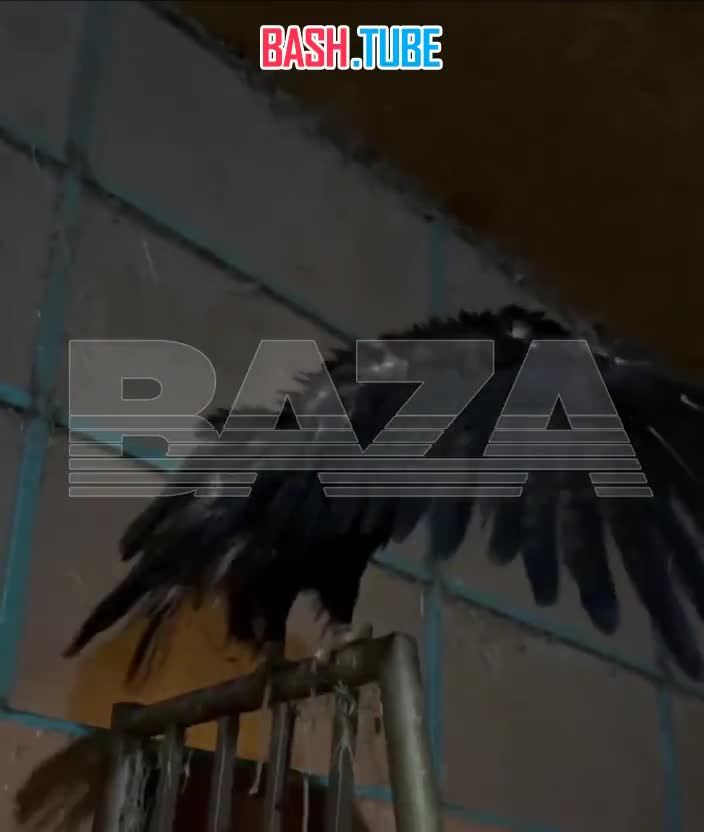  Орёл, грустно мокнущий под дождём, уже в тепле и вместе с хозяином - тусуется в конюшне вместе с лошадками