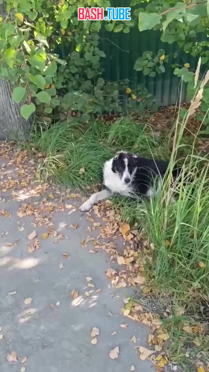  В Брехово (Химкинский городской округ) неизвестные садисты обрезали уши собаке