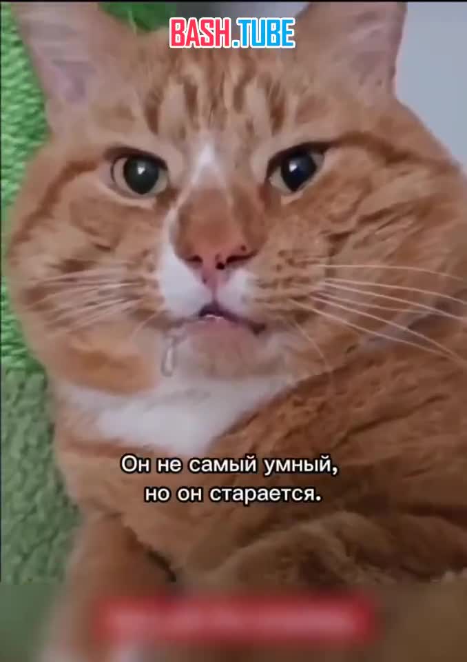  Перед вами Чоп - единственный рыжий кот, у которого нет ни одной извилины в голове