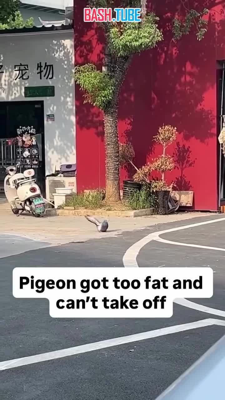  Комично жирного голубя заметили в Китае - пернатый так сильно отожрался, что больше не может летать