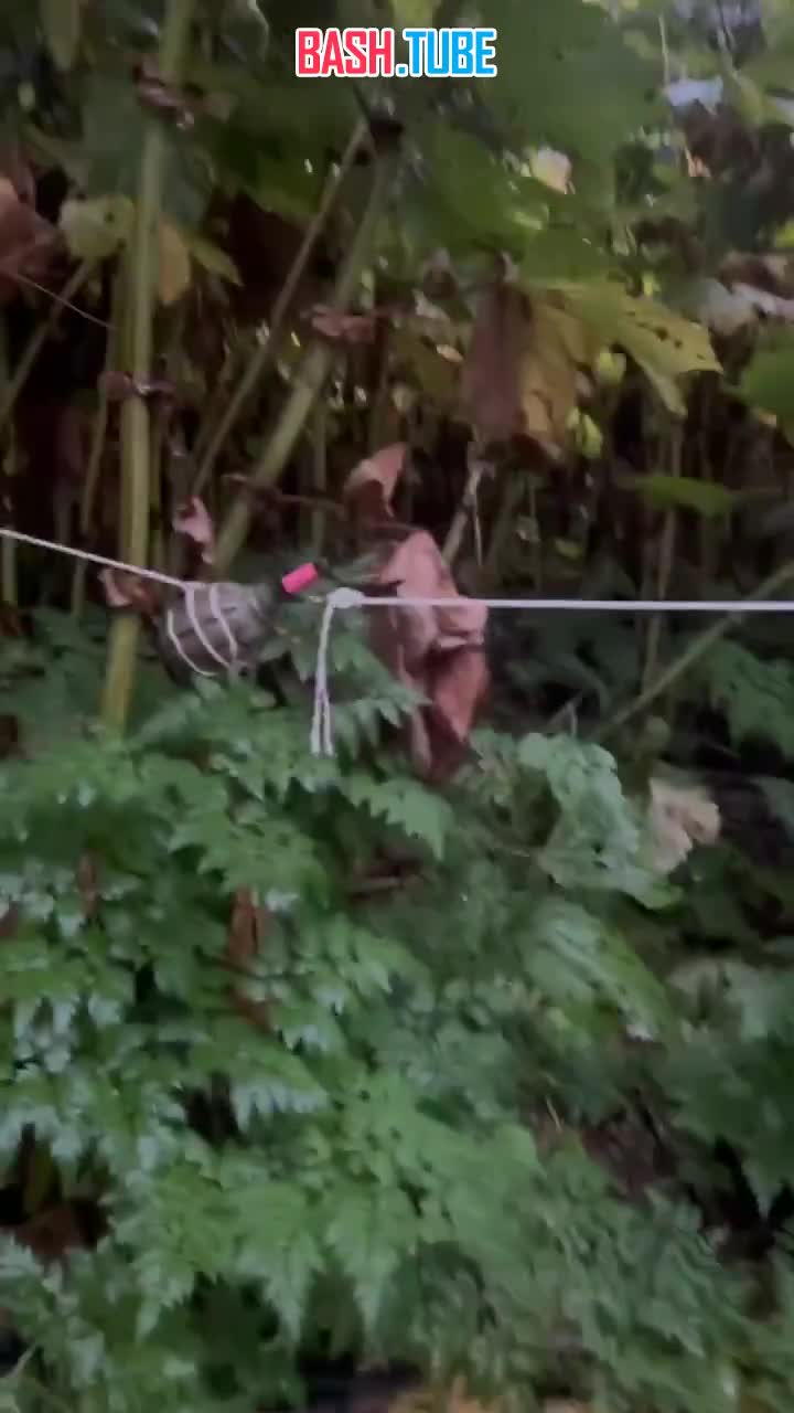  Браконьеры установили растяжку с гранатой в лесу в Волгоградской области