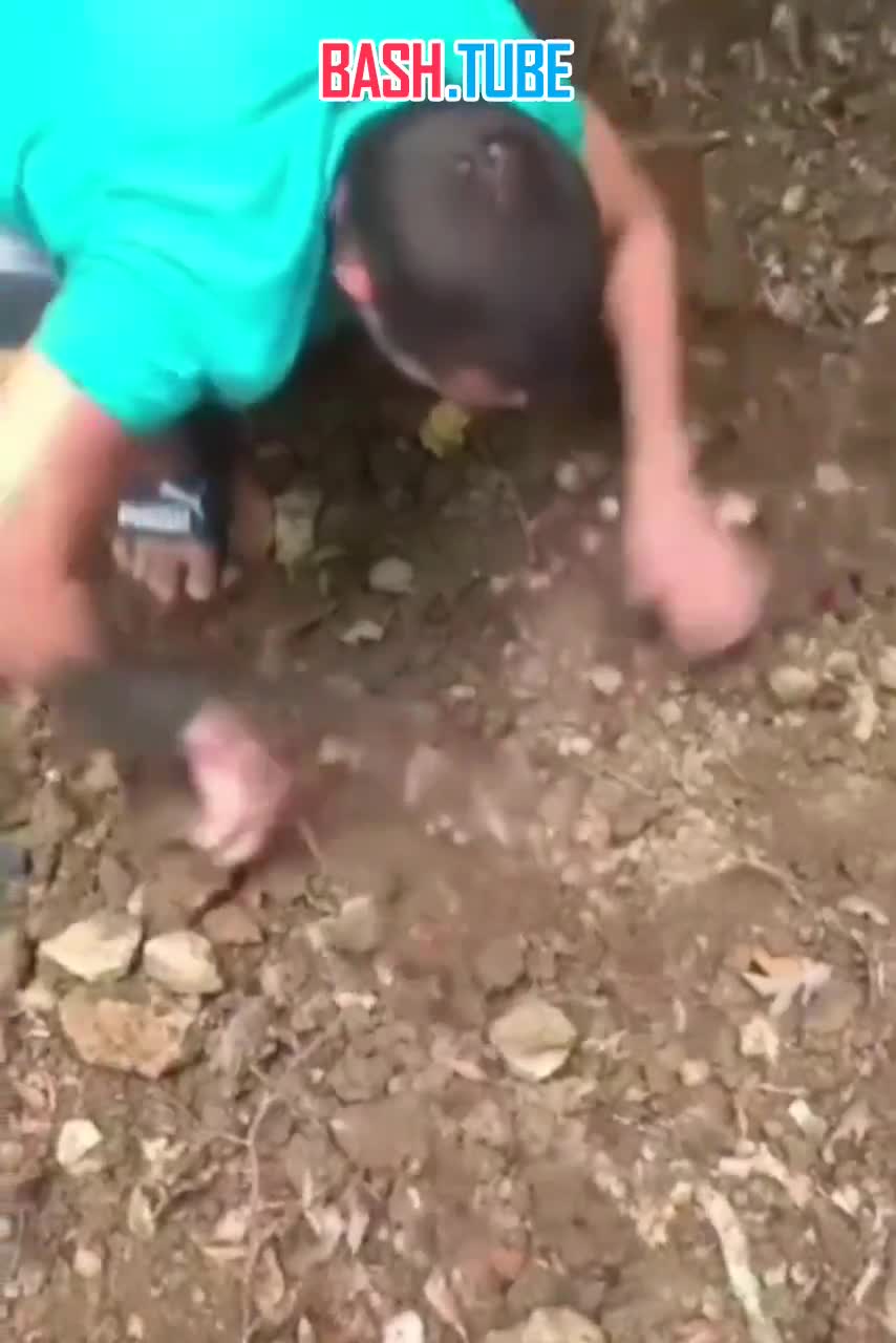  Хозяева заживо закопали кота в Крыму