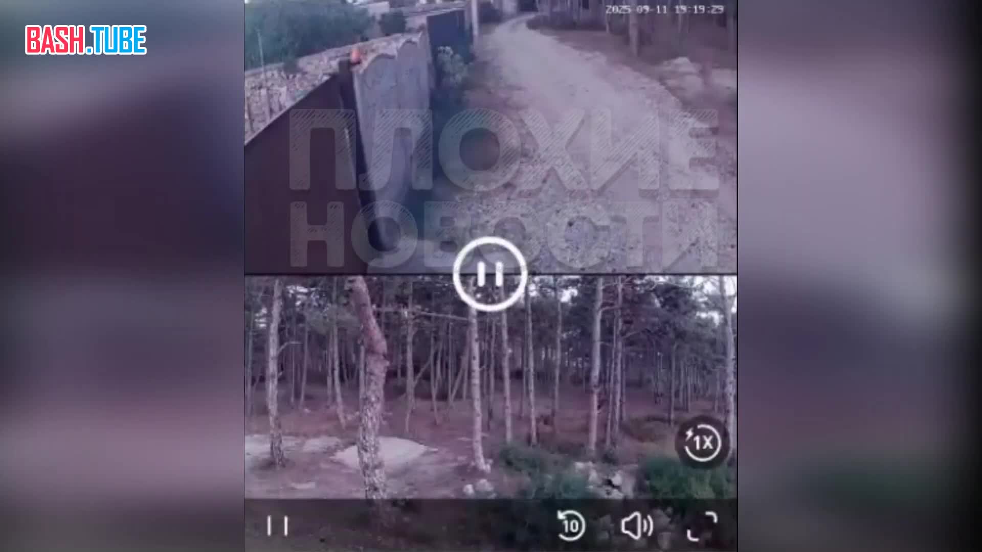  В Крыму подросток камнем разбил голову йоркширскому терьеру