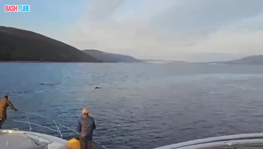  Медведица с тремя медвежатами переплывает бухту Нагаева в Магадане