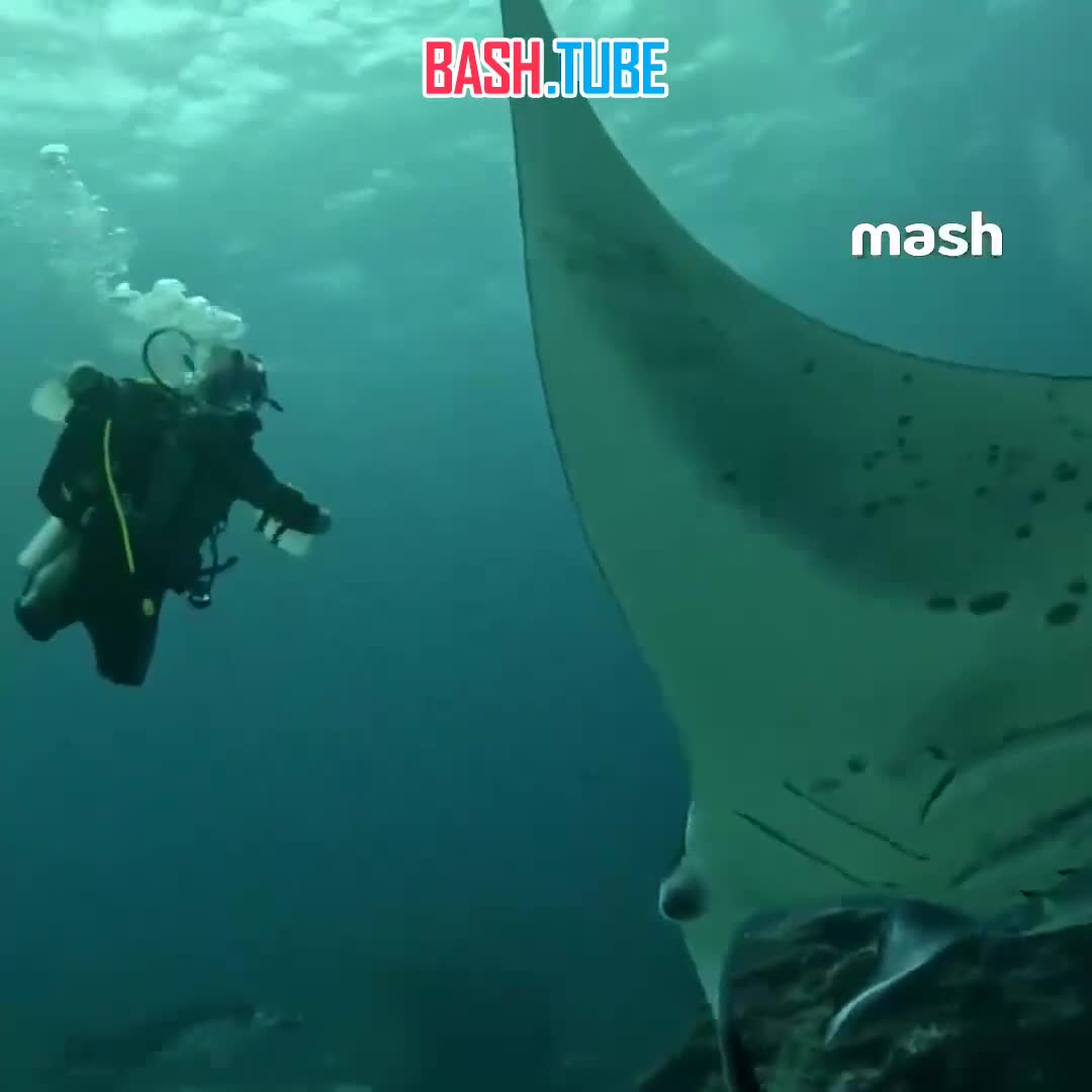  Москвичи сделали отель для дайвинга для инвалидов на Мальдивах