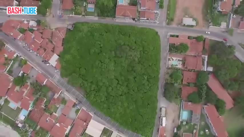  В Бразилии растёт гигантское дерево кешью - оно раскинулось аж на 8500 м² и со стороны кажется, что это целый лес