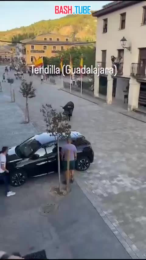  Бык атаковал автомобиль в Испании