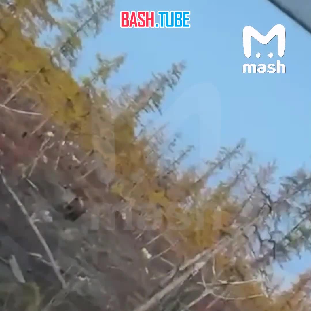  Медведь-трупоед завёлся на Урале - он раскопал десятки могил и съел останки усопших на Уреньгинском кладбище