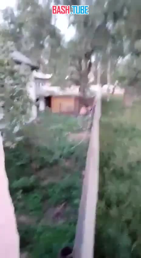  Хозяин жестоко избил своего пса дубинкой в Приморье. На плач животного сбежались соседи