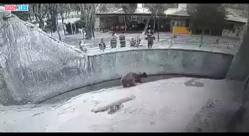  В Ташкенте мать зарезала дочь, которую 3 года назад в зоопарке бросила в вольер к медведю