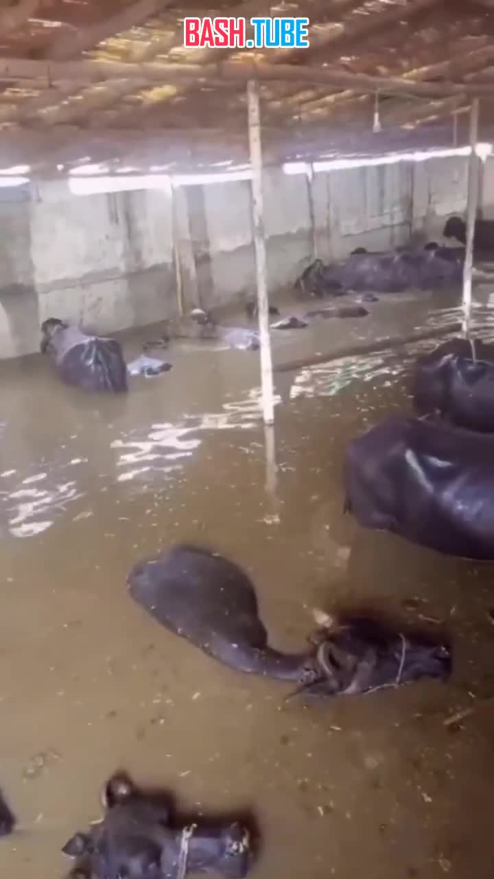  Подтверждено уже более 900 погибших и свыше 4 миллионов пострадавших, в основном в провинциях Пенджаб и Синд