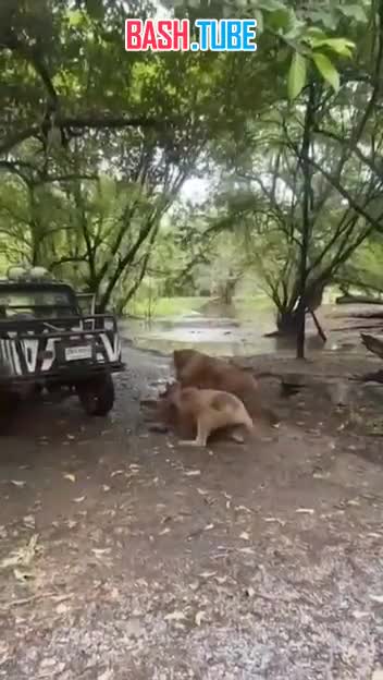  В Таиланде львы растерзали смотрителя, зашедшего их покормить