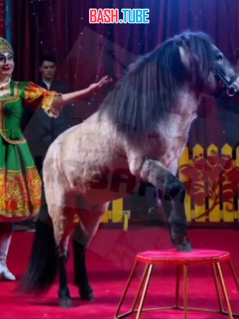  Передвижной цирк обманул администрацию, чтобы выступить в Нижнекамске