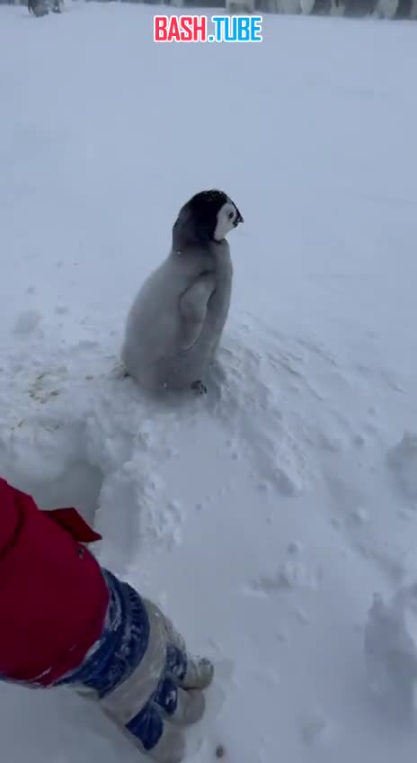  В Антарктиде полярники спасли детёныша императорского пингвина
