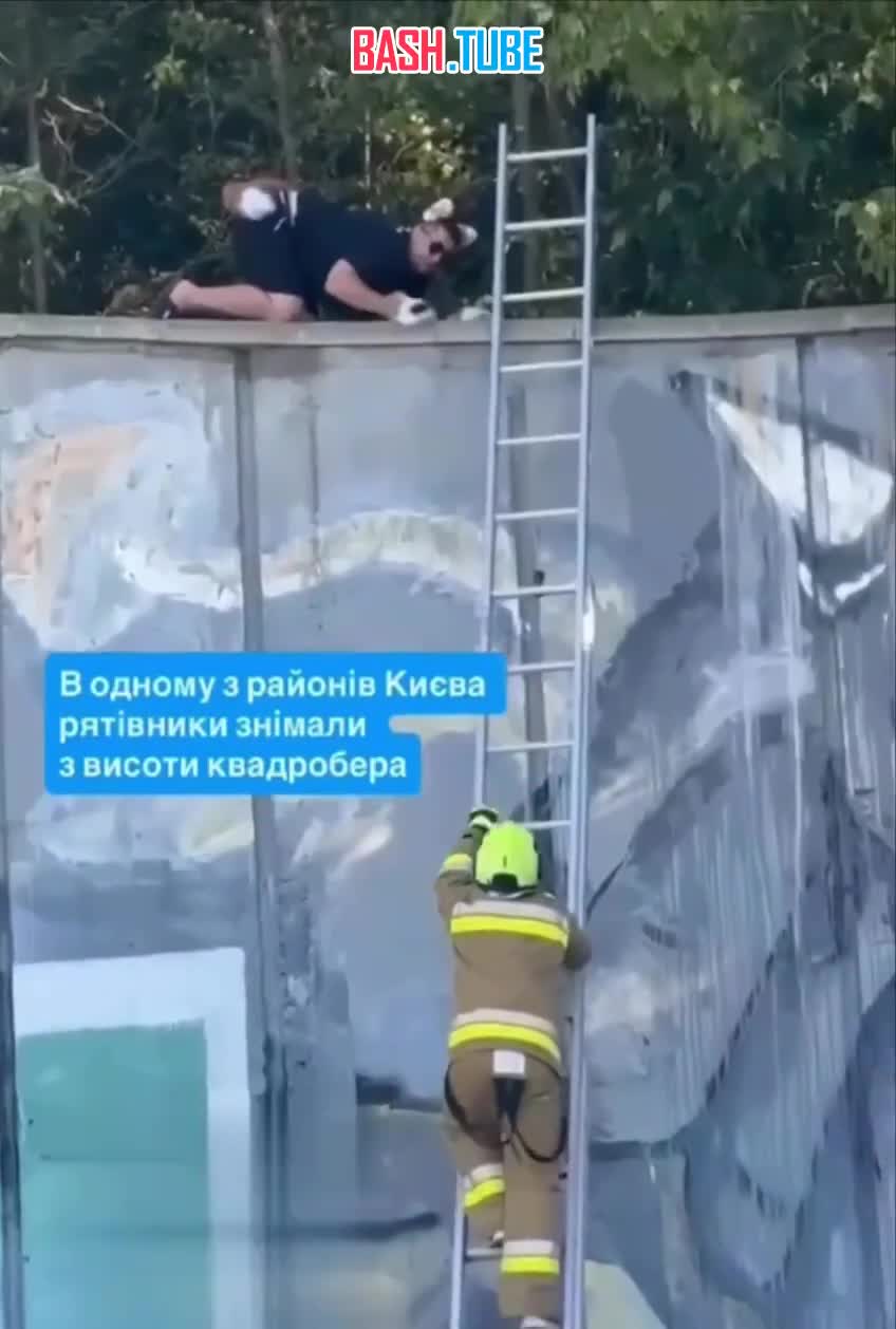  В Киеве спасатели пытаются спасти квадробера