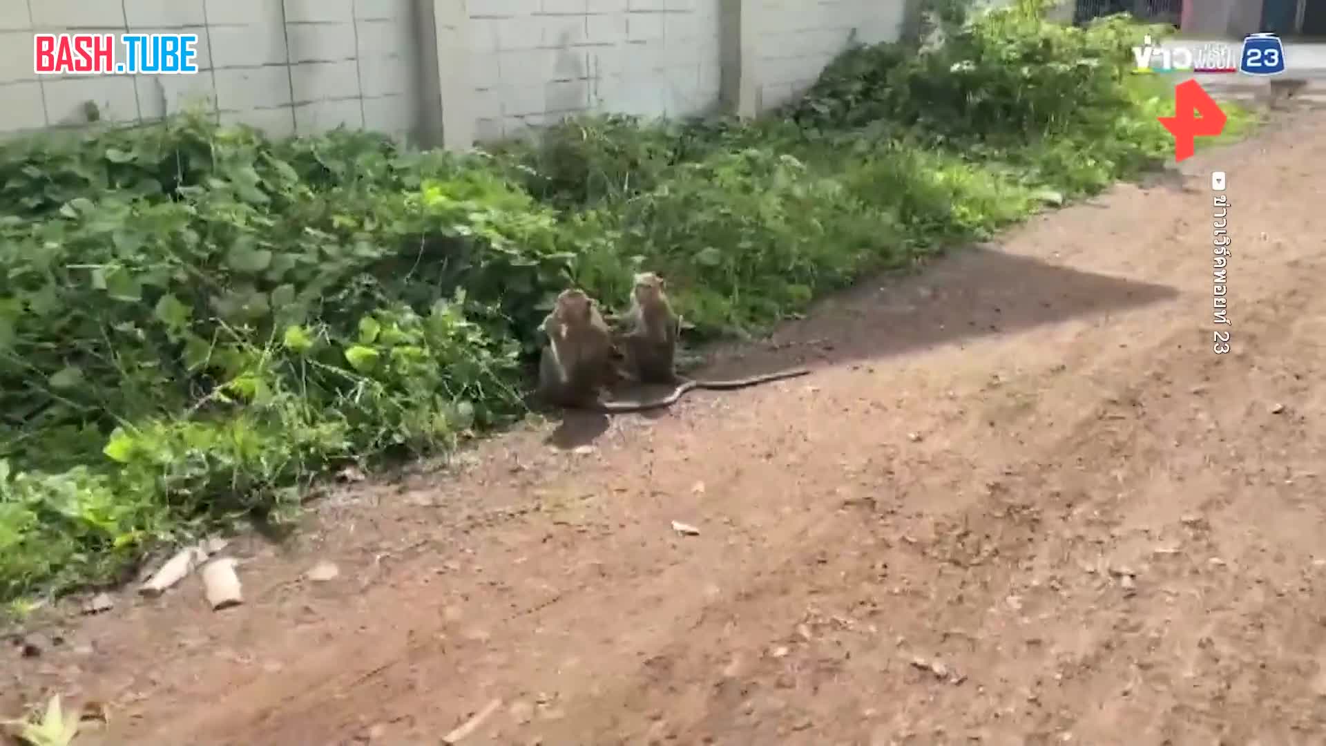  Сотни обезьян «взяли штурмом» полицейский участок в Таиланде