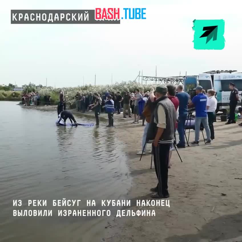  Из реки Бейсуг на Кубани наконец выловили израненного дельфина