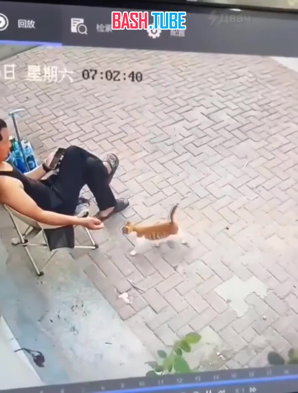  Безупречное преступление случилось в Китае: кот втёрся в доверие к хозяину магазина и обокрал его